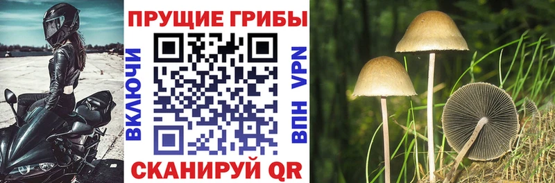 где найти наркотики  Лянтор  Псилоцибиновые грибы Cubensis 